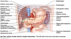 Arterial supply to digestive organs