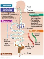 Digestive processes flowchart