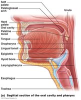 Oral cavity anatomy