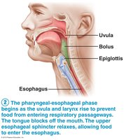 Pharyngeal-esophageal phase of swallowing