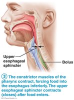 Pharyngeal-esophageal phase of swallowing