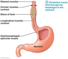 Pharyngeal-esophageal phase of swallowing