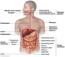 Labeled diagram of digestive system organs