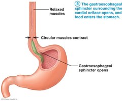 Pharyngeal-esophageal phase of swallowing
