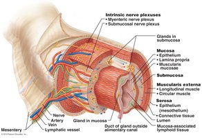 Histology of the alimentary canal