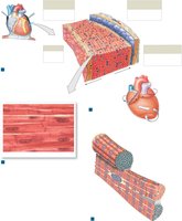 Cardiac Muscle Cells