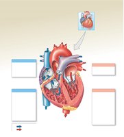 Internal Anatomy and Blood Flow