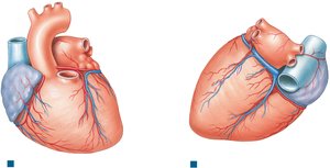 Coronary Circulation