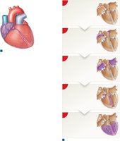 Conducting System of the Heart