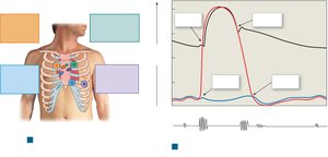 Heart Sounds and the Cardiac Cycle