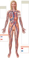 Overview of the Cardiovascular System
