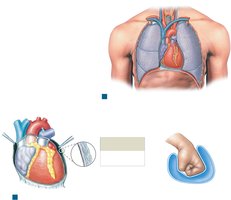 Location of the Heart in the Thoracic Cavity