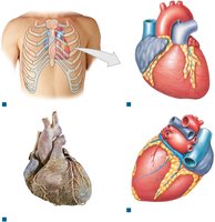 Surface Anatomy of the Heart