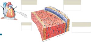 Heart Wall Structure