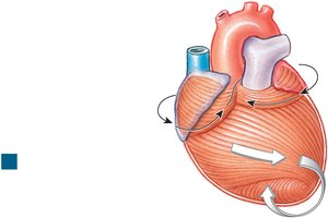 Cardiac Muscle Tissue Arrangement