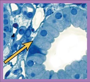 Simple squamous, cuboidal, and columnar epithelium