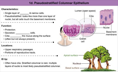 Simple squamous epithelium characteristics and locations