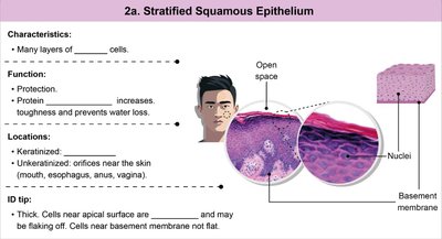 Pseudostratified columnar epithelium characteristics and locations