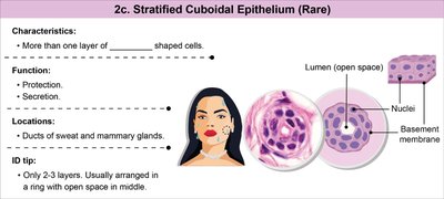 Stratified cuboidal epithelium characteristics and locations