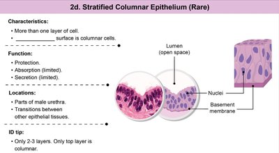 Stratified columnar epithelium characteristics and locations
