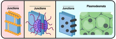 Illustrations of cell junction types