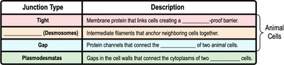 Table of cell junction types and descriptions