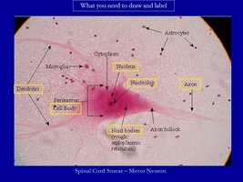 Spinal cord motor neuron labeled
