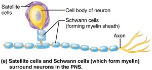 Satellite cells and Schwann cells in PNS