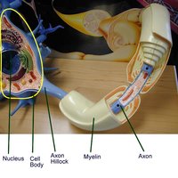 Schwann cell, myelin sheath, node of Ranvier