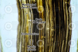 Microscopic view of myelinated nerve fibers and node of Ranvier
