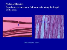 Nodes of Ranvier microscopic views