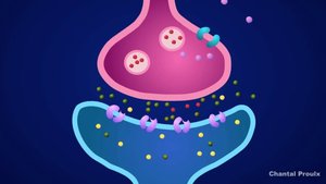 Synapse structure and neurotransmitter release