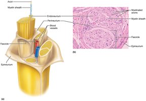 Structure of a nerve with connective tissue wrappings