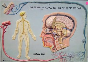 Reflex arc diagram