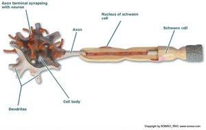 Multipolar neuron model with Schwann cell