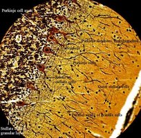 Cerebral cortex histology