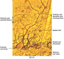 Cerebellum histology