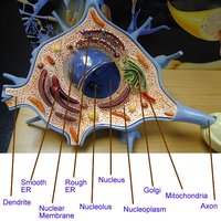 Multipolar neuron model with organelles labeled