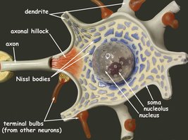 Multipolar neuron model with Nissl bodies and axon hillock