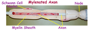 Schwann cell, myelinated axon, node