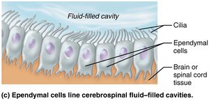 Ependymal cells lining fluid-filled cavity