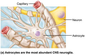 Astrocytes in CNS
