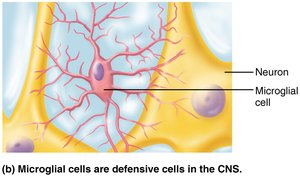 Microglial cells in CNS