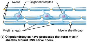 Oligodendrocytes forming myelin in CNS