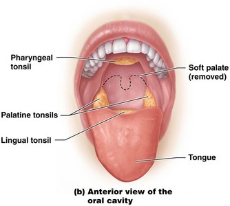 Anterior view of the oral cavity showing tonsils
