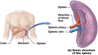 Gross structure of the spleen