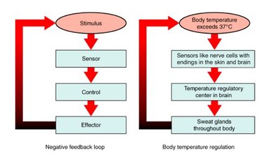 Negative feedback loop and body temperature regulation
