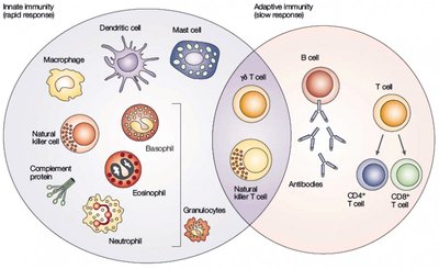 Innate and adaptive immunity cell types
