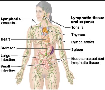 Lymphatic tissue and organs in the human body