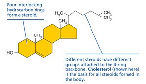 Steroid structure (cholesterol)